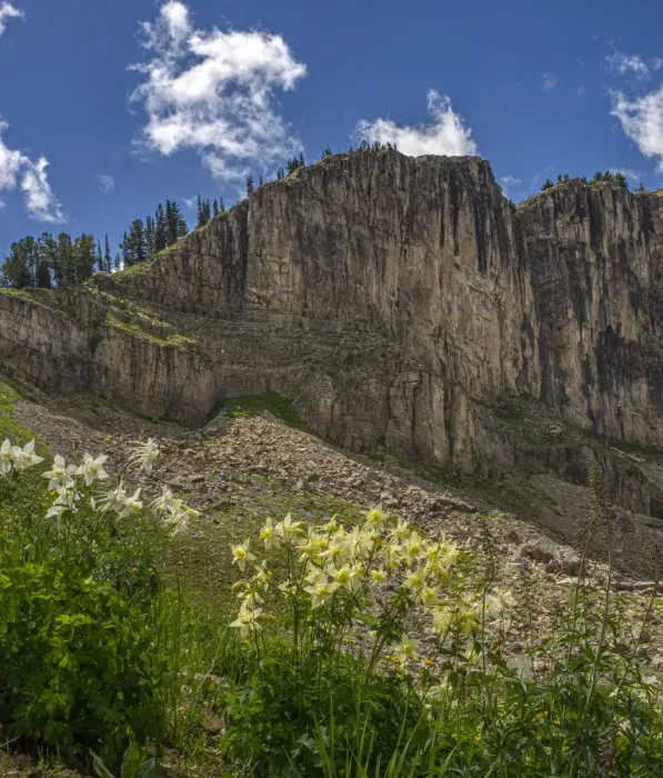 Framed Print : USA, Wyoming. Field of Columbine wildflowers, and mountain, Jedediah Smith Wilderness Framed Print : USA, Wyoming. Field of Columbine wildflowers, and mountain, Jedediah Smith Wilderness
