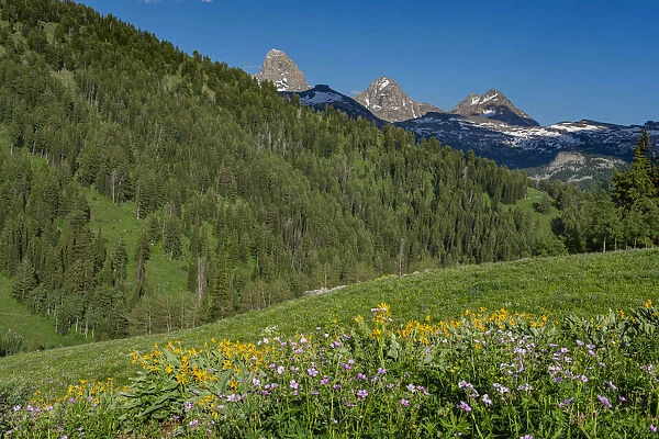 USA, Wyoming. Geranium and arrowleaf balsamroot wildflowers in meadow west side of Teton