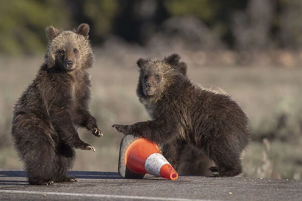 USA, Wyoming, Glacier National Park. Yearling grizzly cubs play with traffic cone on road