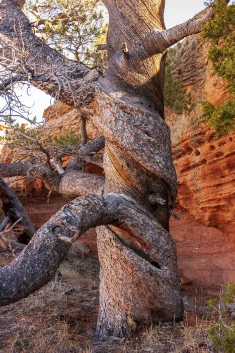 Framed Print : USA, Wyoming. Gnarled and twisted pine tree