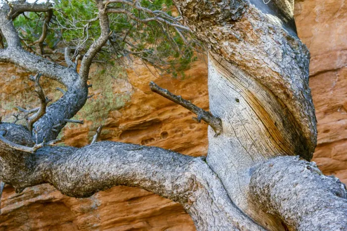 Framed Print : USA, Wyoming. Gnarled and twisted pine tree Framed Print : USA, Wyoming. Gnarled and twisted pine tree
