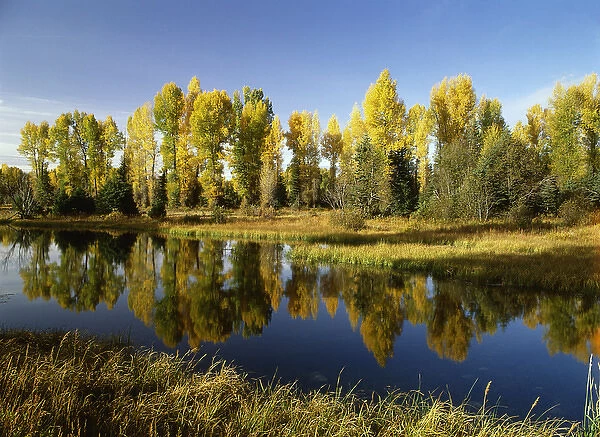 USA, Wyoming, Grand Teton National Park, Coniferous tree reflected in Beaver Pond