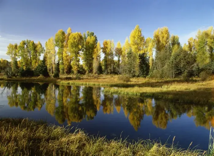 Framed Print : USA, Wyoming, Grand Teton National Park, Coniferous tree reflected in Beaver Pond
