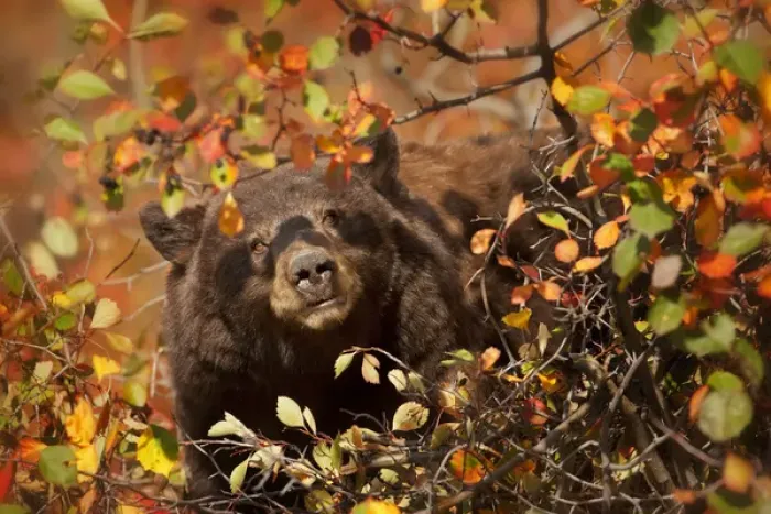 Framed Print : USA, Wyoming, Grand Teton National Park. Black bear foraging for Hawthorne berries