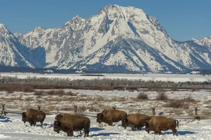 Framed Print : USA, Wyoming, Grand Teton National Park. Bisons and winter landscape