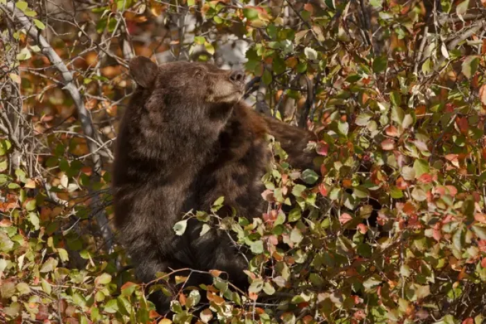Framed Print : USA, Wyoming, Grand Teton National Park. Black bear searching for autumn berries Framed Print : USA, Wyoming, Grand Teton National Park. Black bear searching for autumn berries