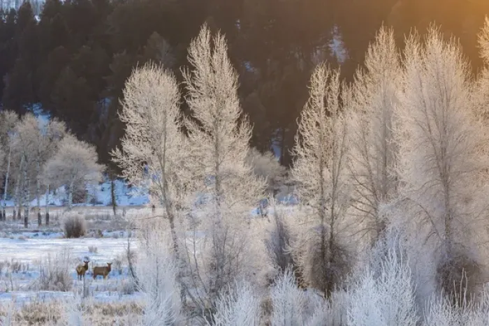 Framed Print : USA, Wyoming, Grand Teton National Park. Frosted trees and elk Framed Print : USA, Wyoming, Grand Teton National Park. Frosted trees and elk