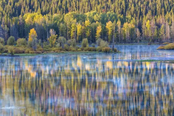 Framed Print : USA, Wyoming, Grand Teton National Park. Swans and forest reflection in lake. Credit as