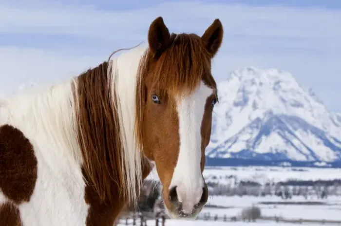 Framed Print : USA, Wyoming, Grand Teton National Park. Pinto horse and Mount Moran in winter. Credit as Framed Print : USA, Wyoming, Grand Teton National Park. Pinto horse and Mount Moran in winter. Credit as