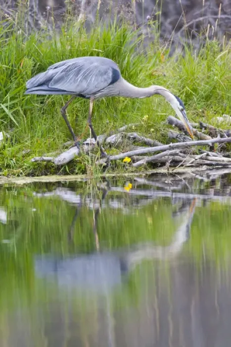 Framed Print : USA, Wyoming, Grand Teton National Park, Great Blue Heron hunting along shore of pond