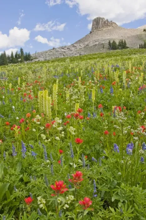 Framed Print : USA, Wyoming, Grand Teton National Park, Spearhead Peak with a foreground of a wildflower Framed Print : USA, Wyoming, Grand Teton National Park, Spearhead Peak with a foreground of a wildflower