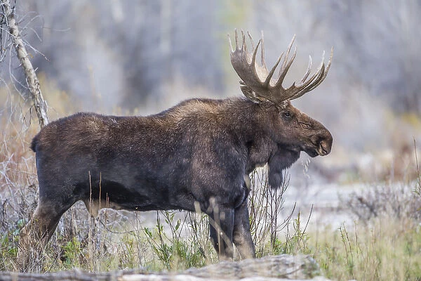 USA, Wyoming, Grand Teton National Park, a bull moose stands along a river bank in