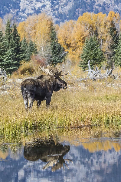 USA, Wyoming, Grand Teton National Park, a Bull Moose stands near the Snake River