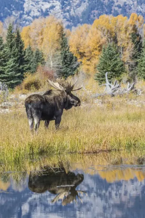 Framed Print : USA, Wyoming, Grand Teton National Park, a Bull Moose stands near the Snake River Framed Print : USA, Wyoming, Grand Teton National Park, a Bull Moose stands near the Snake River