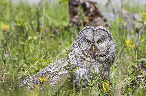 USA, Wyoming, Grand Teton National Park, Great Gray Owl sits on the ground amongst