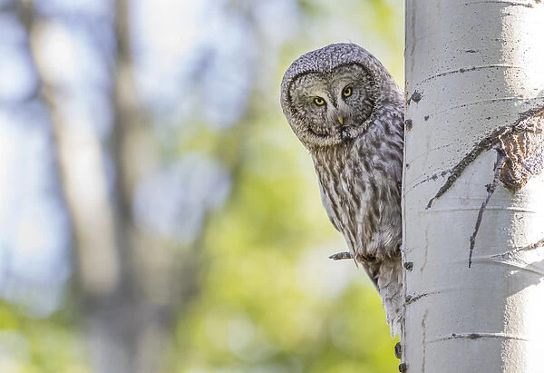 USA, Wyoming, Grand Teton National Park, an adult Great Gray Owl stares from behind