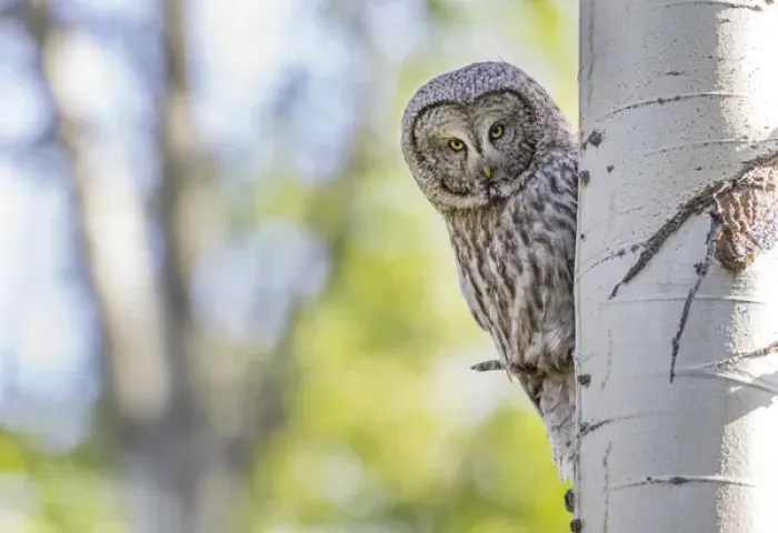 Framed Print : USA, Wyoming, Grand Teton National Park, an adult Great Gray Owl stares from behind Framed Print : USA, Wyoming, Grand Teton National Park, an adult Great Gray Owl stares from behind