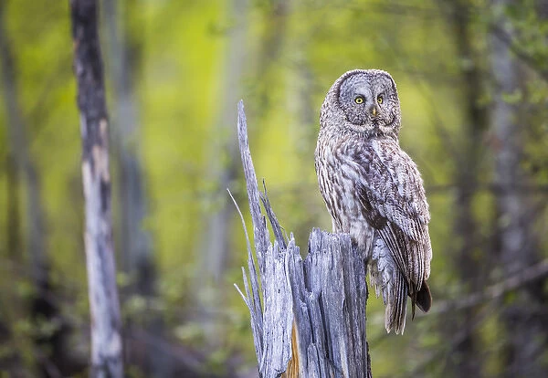 USA, Wyoming, Grand Teton National Park, an adult Great Gray Owl sits on a stump