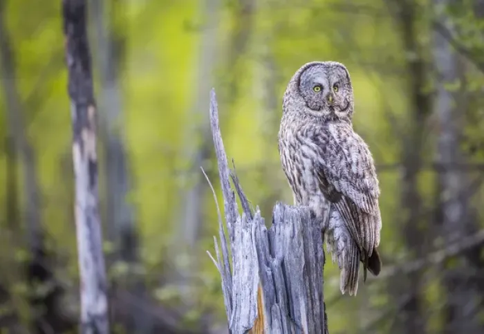 Framed Print : USA, Wyoming, Grand Teton National Park, an adult Great Gray Owl sits on a stump Framed Print : USA, Wyoming, Grand Teton National Park, an adult Great Gray Owl sits on a stump