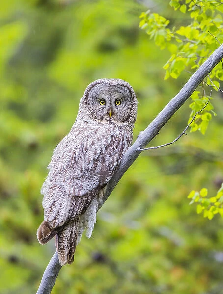 USA, Wyoming, Grand Teton National Park, an adult Great Gray Owl roosts on a branch