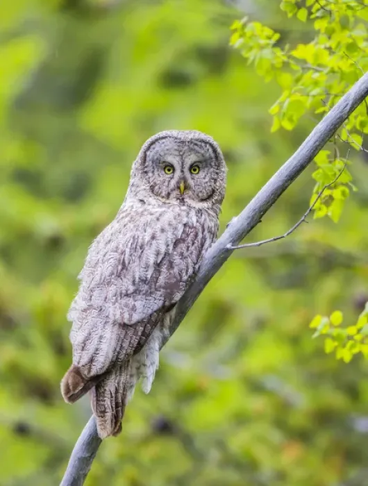 Framed Print : USA, Wyoming, Grand Teton National Park, an adult Great Gray Owl roosts on a branch Framed Print : USA, Wyoming, Grand Teton National Park, an adult Great Gray Owl roosts on a branch
