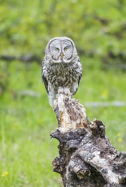 USA, Wyoming, Grand Teton National Park, an adult Great Gray Owl stares from a stump