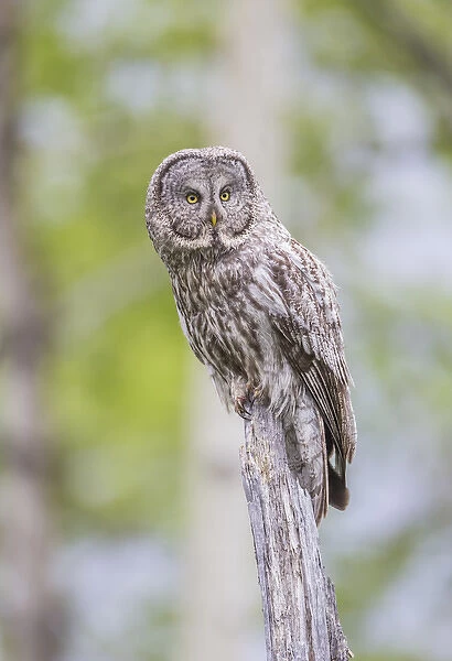 USA, Wyoming, Grand Teton National Park, a Great Gray Owl perches on a stump