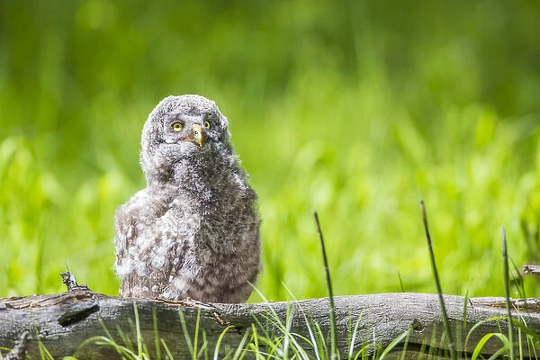 USA, Wyoming, Grand Teton National Park, Great Gray Owl Fledgling sitting on log