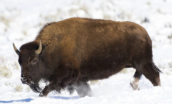 USA, Wyoming, Grand Teton National Park, Bison running in snow on Antelope Flats