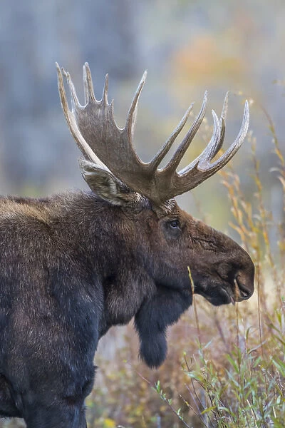 USA, Wyoming, Grand Teton National Park, a bull moose poses for a portrait amongst