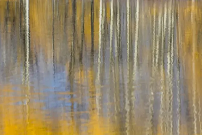 Framed Print : USA, Wyoming, Grand Teton National Park, Autumn aspen trees are reflected in Framed Print : USA, Wyoming, Grand Teton National Park, Autumn aspen trees are reflected in