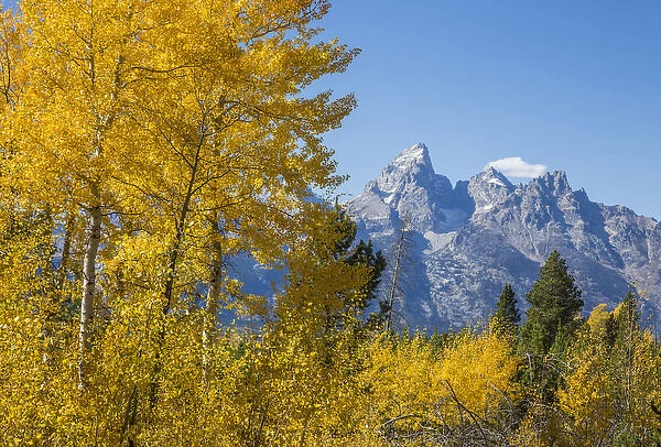 USA, Wyoming, Grand Teton National Park, autumn colored aspens frame the Grand Teton