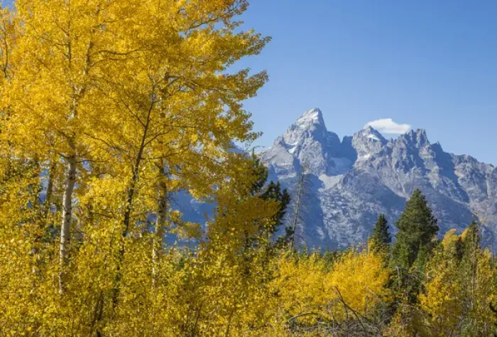 Framed Print : USA, Wyoming, Grand Teton National Park, autumn colored aspens frame the Grand Teton Framed Print : USA, Wyoming, Grand Teton National Park, autumn colored aspens frame the Grand Teton