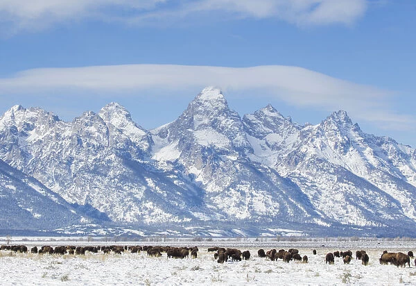 USA, Wyoming, Grand Teton National Park, Bison herd grazing in winter on Antelope Flats
