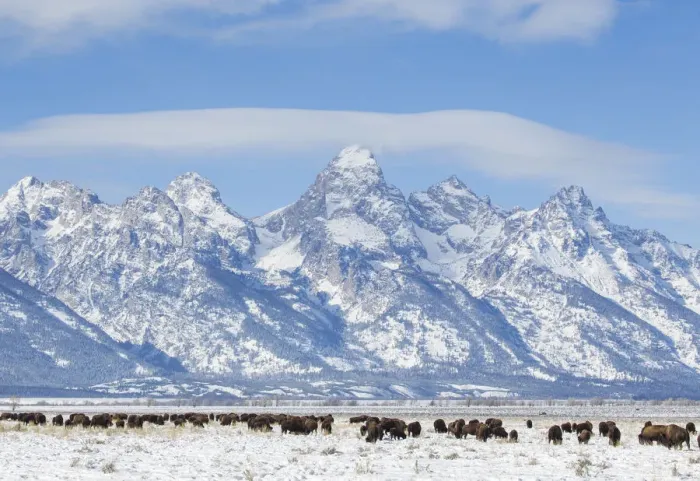 Framed Print : USA, Wyoming, Grand Teton National Park, Bison herd grazing in winter on Antelope Flats Framed Print : USA, Wyoming, Grand Teton National Park, Bison herd grazing in winter on Antelope Flats