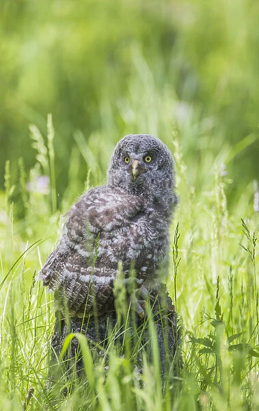 USA, Wyoming, Grand Teton National Park, Great Gray Owl Fledgling sitting on stump