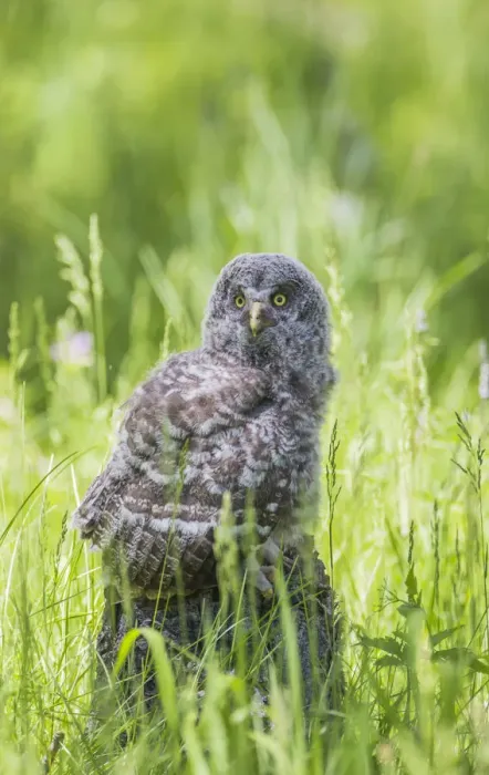 Framed Print : USA, Wyoming, Grand Teton National Park, Great Gray Owl Fledgling sitting on stump