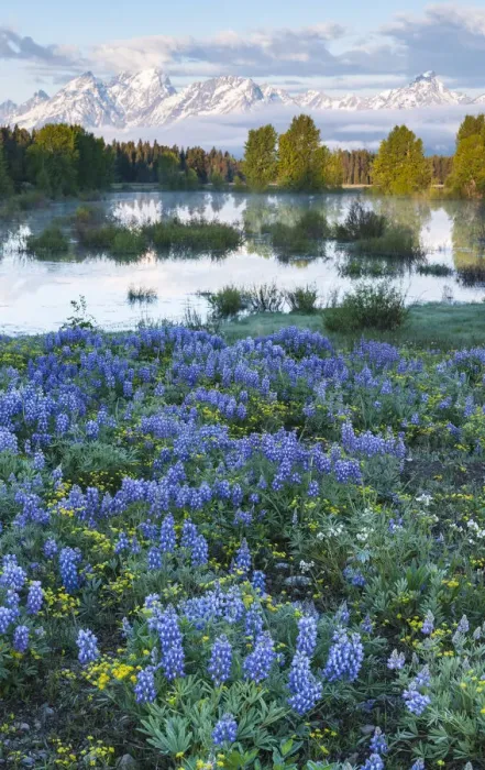 Framed Print : USA, Wyoming, Grand Teton National Park, Tetons, flowers foreground Framed Print : USA, Wyoming, Grand Teton National Park, Tetons, flowers foreground