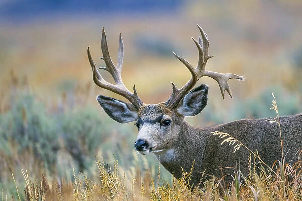 USA, Wyoming, Grand Teton National Park. A monster Mule Deer buck poses for a portrait