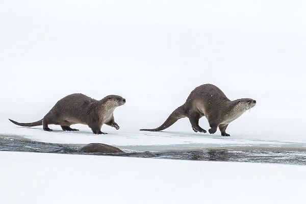 USA, Wyoming, Grand Teton National Park. River otters on snow