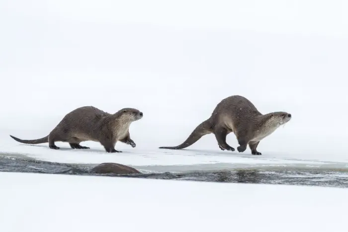 Framed Print : USA, Wyoming, Grand Teton National Park. River otters on snow Framed Print : USA, Wyoming, Grand Teton National Park. River otters on snow