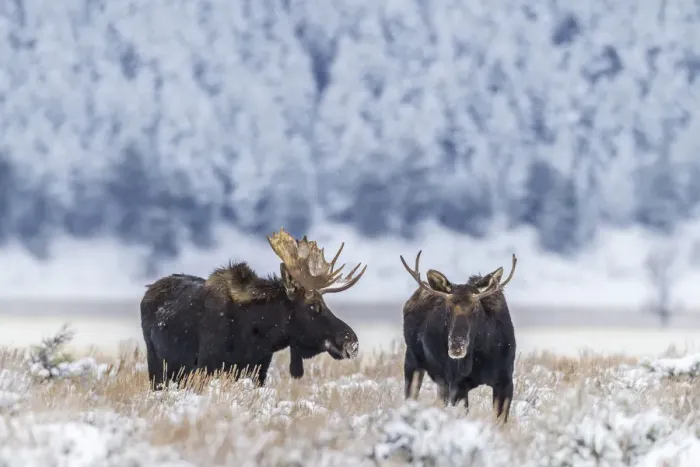 Framed Print : USA, Wyoming, Grand Teton National Park. Bull moose in winter