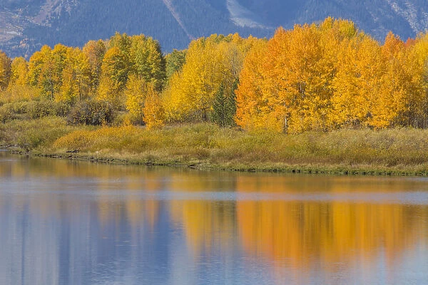 USA, Wyoming, Grand Teton National Park. Autumn colored aspen trees are reflected
