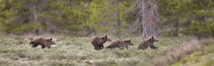 Framed Print : USA, Wyoming, Grand Teton National Park. Yearling grizzly bears running to catch up with sow bear