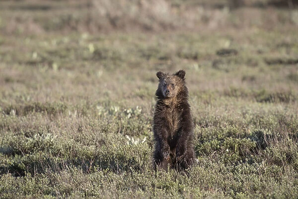 USA, Wyoming, Grand Teton National Park. Grizzly yearling cub standing in meadow. Credit as