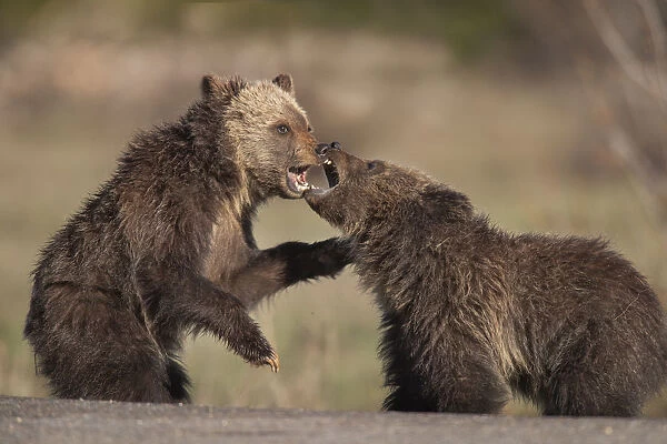 USA, Wyoming, Grand Teton National Park. Yearling grizzly cubs play fight. Credit as