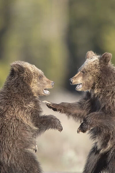 USA, Wyoming, Grand Teton National Park. Yearling grizzly cubs play fight. Credit as