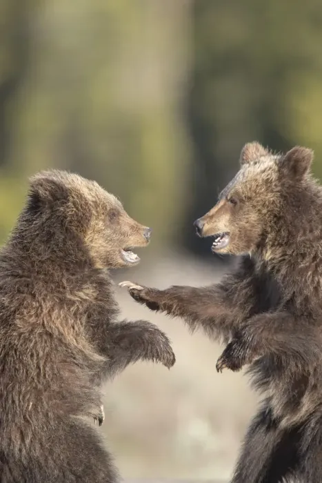 Framed Print : USA, Wyoming, Grand Teton National Park. Yearling grizzly cubs play fight. Credit as Framed Print : USA, Wyoming, Grand Teton National Park. Yearling grizzly cubs play fight. Credit as
