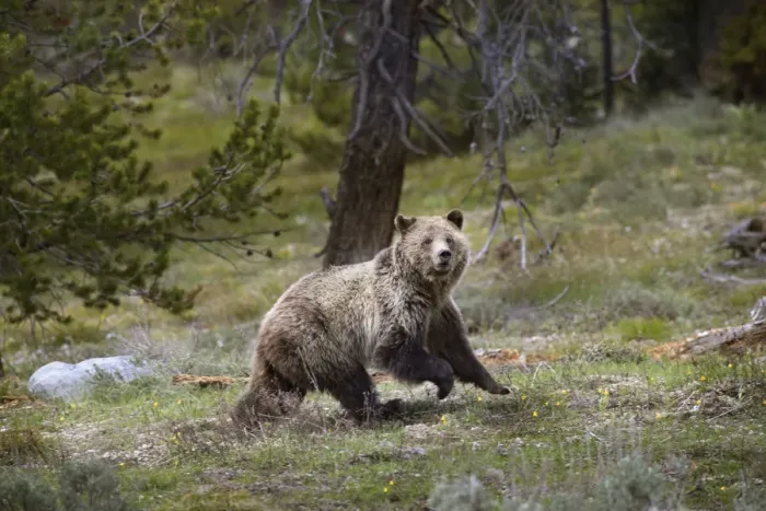 Framed Print : USA, Wyoming, Grand Teton National Park. Sow grizzly running across a meadow. Credit as