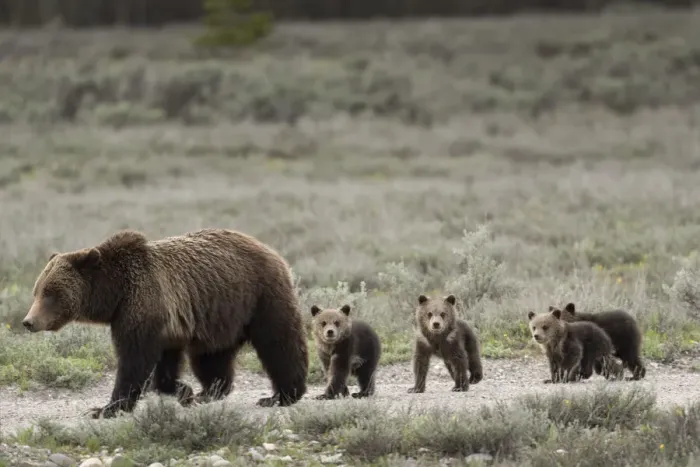Framed Print : USA, Wyoming, Grand Teton National Park. Female grizzly bear with four cubs Framed Print : USA, Wyoming, Grand Teton National Park. Female grizzly bear with four cubs